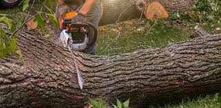 Best Firewood Processing and Delivery  in West Haven, CT