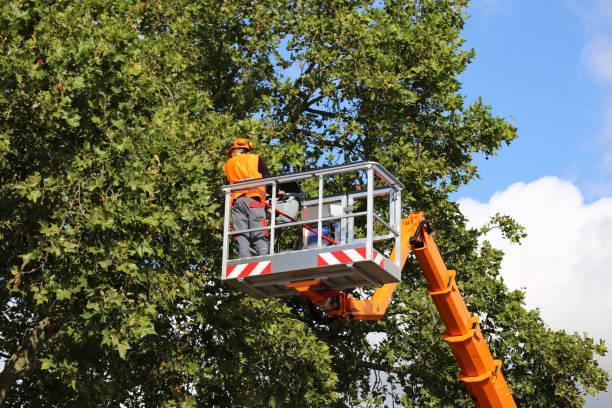 Best Fruit Tree Pruning  in West Haven, CT